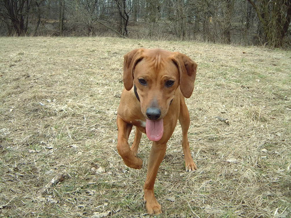 Ella's excited about having a new yard to explore