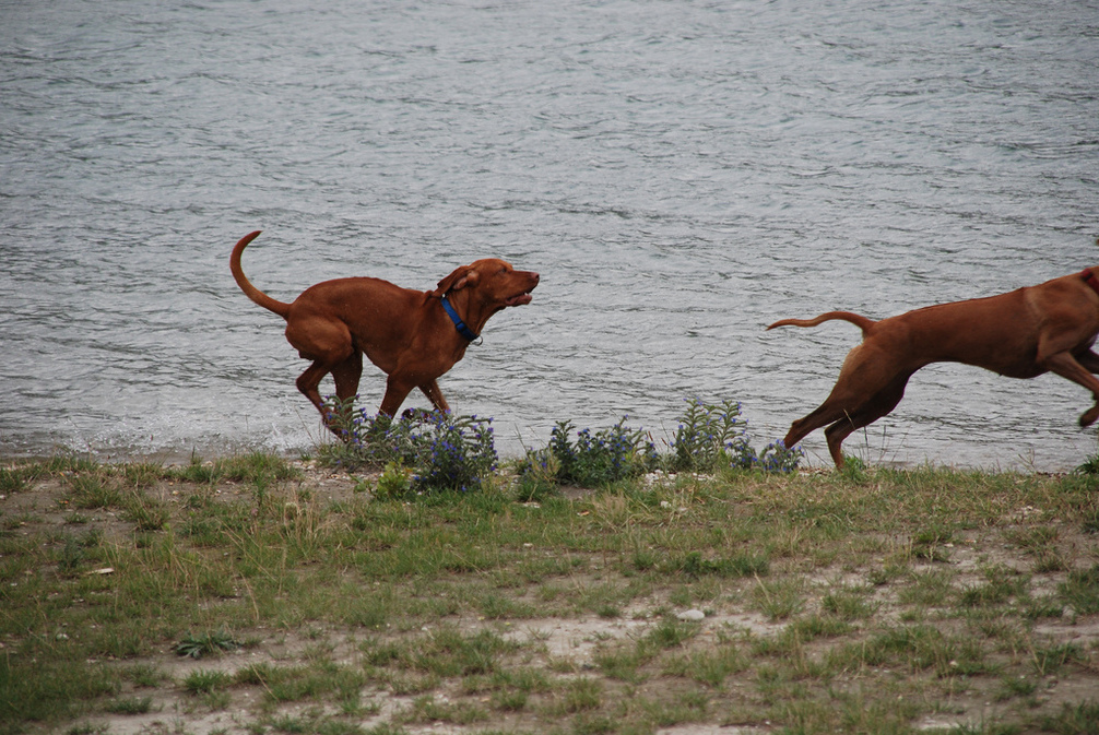 This pit stop turned into a game of chase as the pups got some pent up energy out