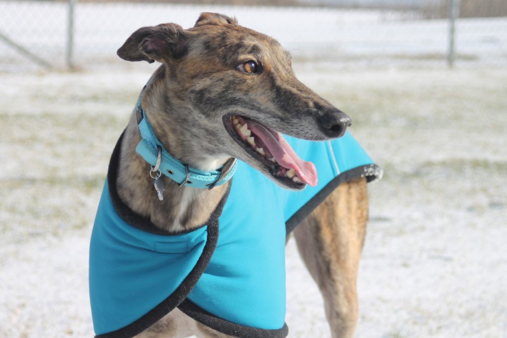 A Greyhound named Gia was named this year's Best in Show.